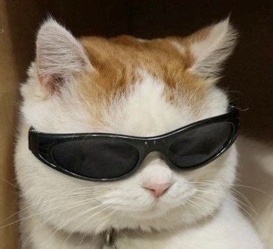 cat with glasses meme|funny cat with glasses meme.